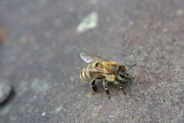 Nahansicht einer Biene