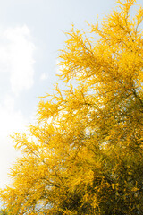 Fototapeta premium Yellow Autumn Tree