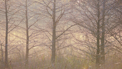 Morning fog among dormant trees