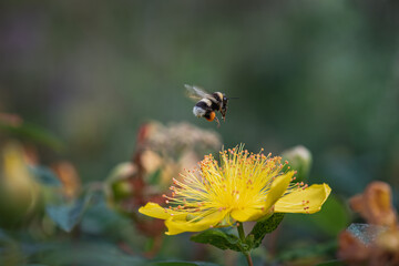 hovering bee on yellow st. john's wort flower
