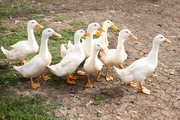 Ducks in the poultry yard on the farm