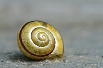 Nahansicht eins Hain-Schnirkelschneckenhauses