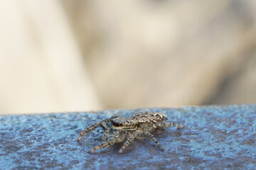 Nahansicht einer Springspinne