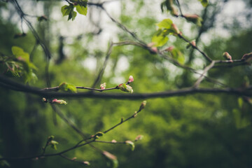 Spring Branch
