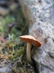 mushroom on the ground