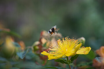 hovering bee on yellow st. john's wort flower

