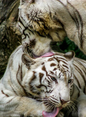 white bengal tigers preening  in the zoo