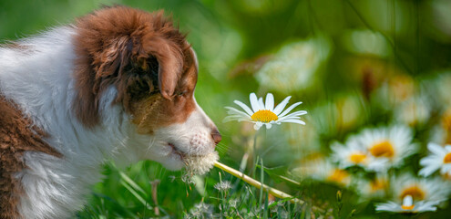 puppy of australian shepherd dog on meadow with wild flowers