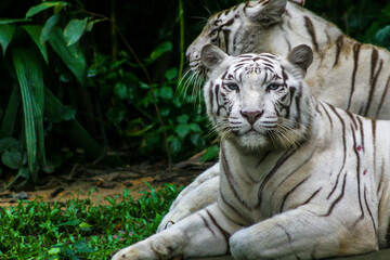 White tiger in the zoo