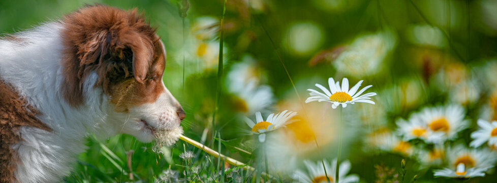 Puppy Of Australian Shepherd Dog On Meadow With Wild Flowers