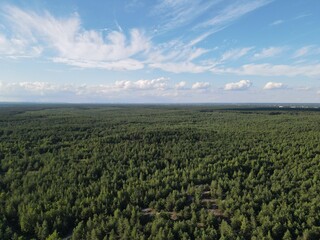 Aerial view of pine forest in summer with blue sky