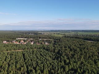 Aerial view of pine forest in summer with blue sky