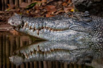 close up of crocodile head