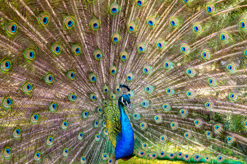 Obraz premium Beautiful photography of peafowl; Bird; Show their beautiful feathers; dancing