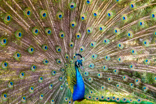 Beautiful photography of peafowl; Bird; Show their beautiful feathers; dancing