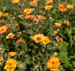 Geum 'Totally Tangerine'