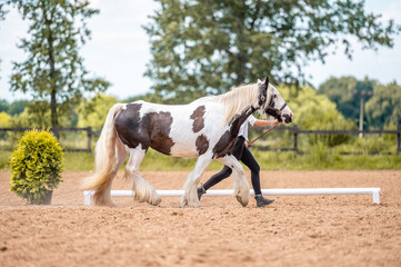 In hand horse show, beautiful black mare stallion of british nation breed Irish cob pony in motion.
