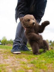 a small wild bear cub plays with a man in nature