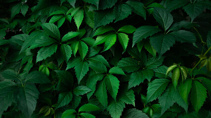 Fototapeta na wymiar background of green ivy. green background