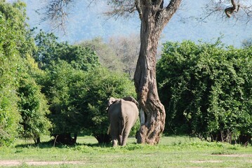 Poranny spacer słonia (loxodonta africana) przez Park Narodowy Mana Pools w Zimbabwe w Afryce © Aleksandra