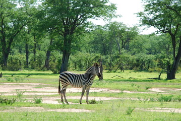 Zebra (equus) pasie się w parku narodowym Mana Pools w Zimbabwe w Afryce w upalny letni dzień  - obrazy, fototapety, plakaty