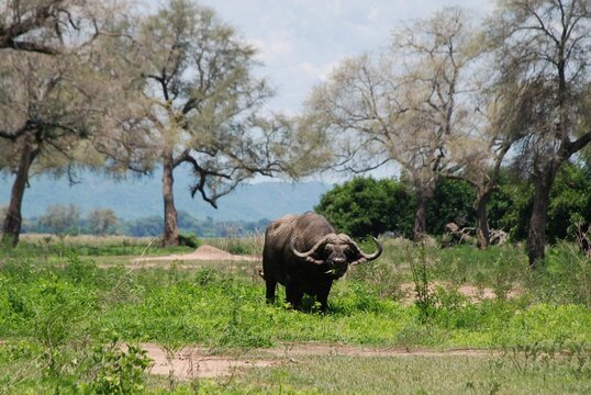 Fototapeta Bawół (syncerus  caffer) pasący się w trakcie dnia nieopodal rzeki wśród drzew w Parku Narodowym Mana Pools w Zimbabwe w Afryce