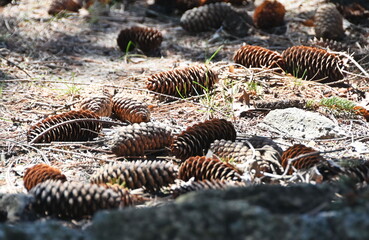 Pine Cones on the Ground
