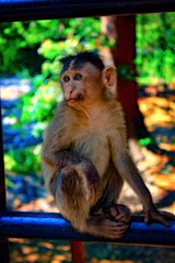 Baby monkey