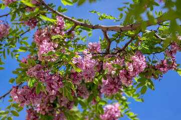 Robinia pseudoacacia ornamental tree in bloom, pink white color purple robe cultivation flowering bunch of flowers