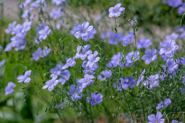 Fototapeta premium Linum usitatissimum linseed flowering ornamental garden plant, group of beautiful blue common flax flowers in bloom