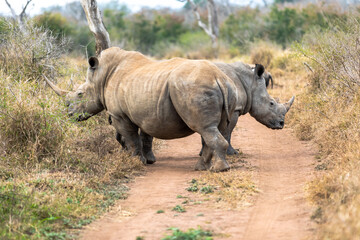 Fototapeta premium White rhinoceros or square-lipped rhinoceros is the largest extant species of rhinoceros.