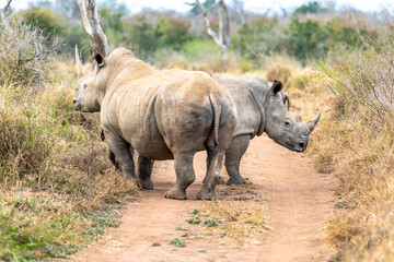 Fototapeta premium White rhinoceros or square-lipped rhinoceros is the largest extant species of rhinoceros.