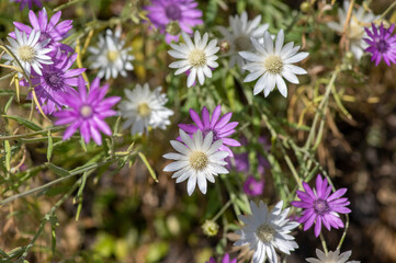 Fototapeta na wymiar Xeranthemum annuum white and violet immortelle flowers in bloom, group of flowering plants in the garden