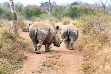 Fototapeta premium White rhinoceros or square-lipped rhinoceros is the largest extant species of rhinoceros.