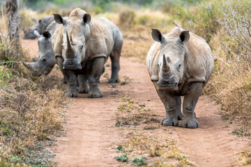 Fototapeta premium White rhinoceros or square-lipped rhinoceros is the largest extant species of rhinoceros.