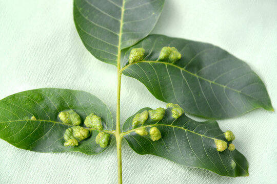 Galls on walnut leaves affected by nut felt (gall) mite (Eriophyes Tristriatus var. Erineus Nal.)