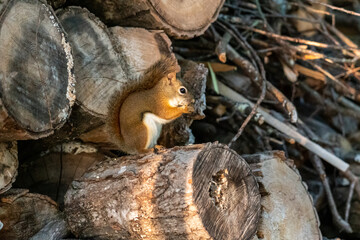 Naklejka na ściany i meble Squirrel eating while sitting on log in a woodpile