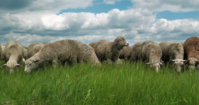 Flock of sheep on the meadow