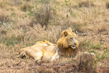 Lion and panthera leo. Love is in the air.