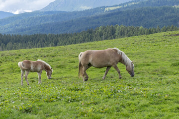 Obraz premium horses in the mountains