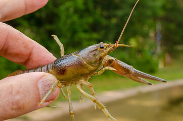 Closeup of crayfish held by fingers