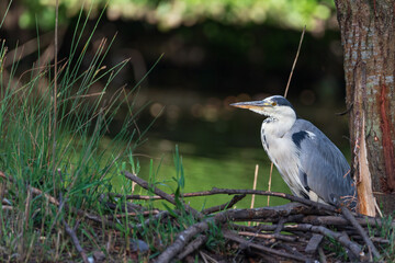 Grey heron - Ardea cinerea - Héron cendré