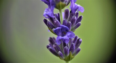 Lawenda 