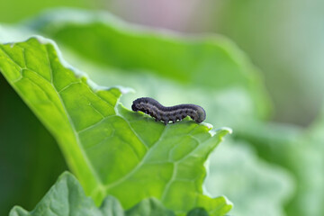 Obraz premium The larva of turnip sawfly (Athalia colibri or rosae) is a sawfly that larvae feed on plants of the cabbage family like oilseed rape (canola) plants or mustard.