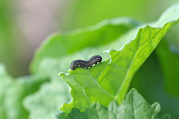 The larva of turnip sawfly (Athalia colibri or rosae) is a sawfly that larvae feed on plants of the cabbage family like oilseed rape (canola) plants or mustard.