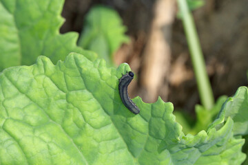 The larva of turnip sawfly (Athalia colibri or rosae) is a sawfly that larvae feed on plants of the cabbage family like oilseed rape (canola) plants or mustard.