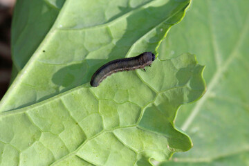 Turnip sawfly (Athalia colibri or rosae) on a rapeseed plant. Pests of rapeseed, mustard, cabbage and other plants.
