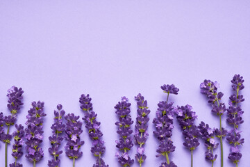 Lavender flowers border on purple background. Top view, copy space