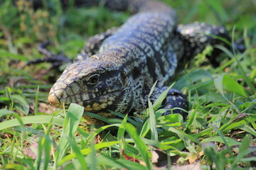 Lagarto