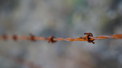 Closeup of a single strand of rusty barbed wire, in selective focus, against a blurred background.